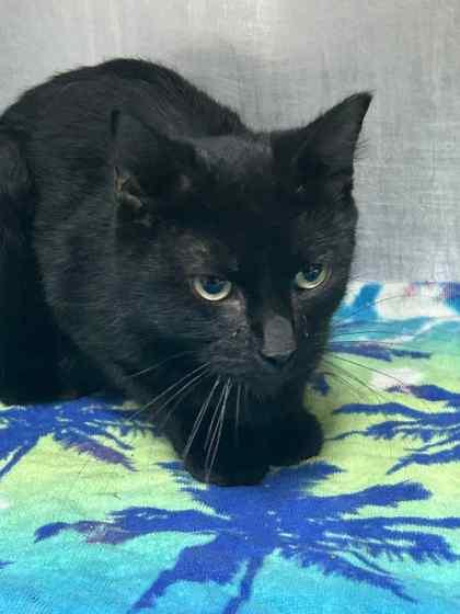 Cider, Adoptable, Adult Female Domestic Short Hair & Domestic Short Hair.
