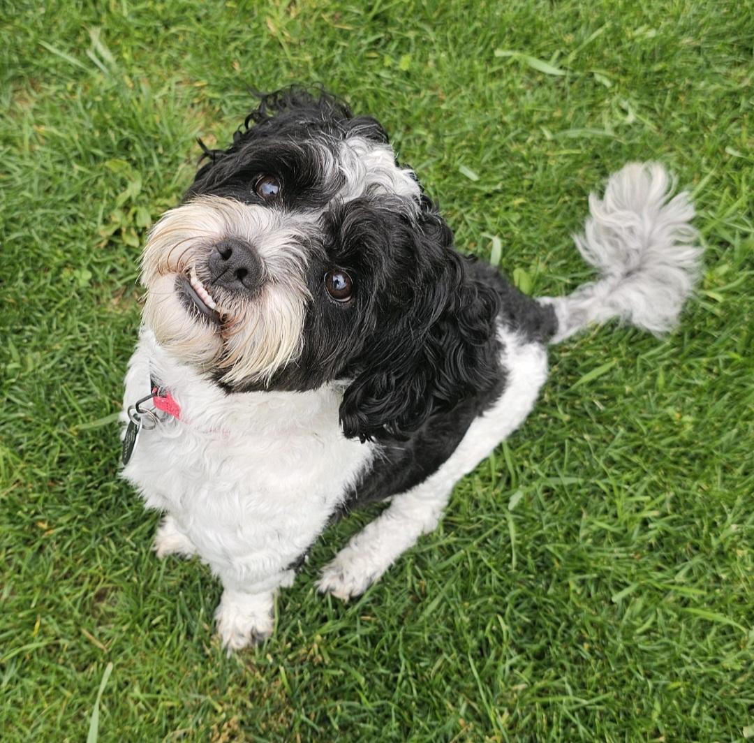 BENTLEY, adopted, Young Male Poodle.