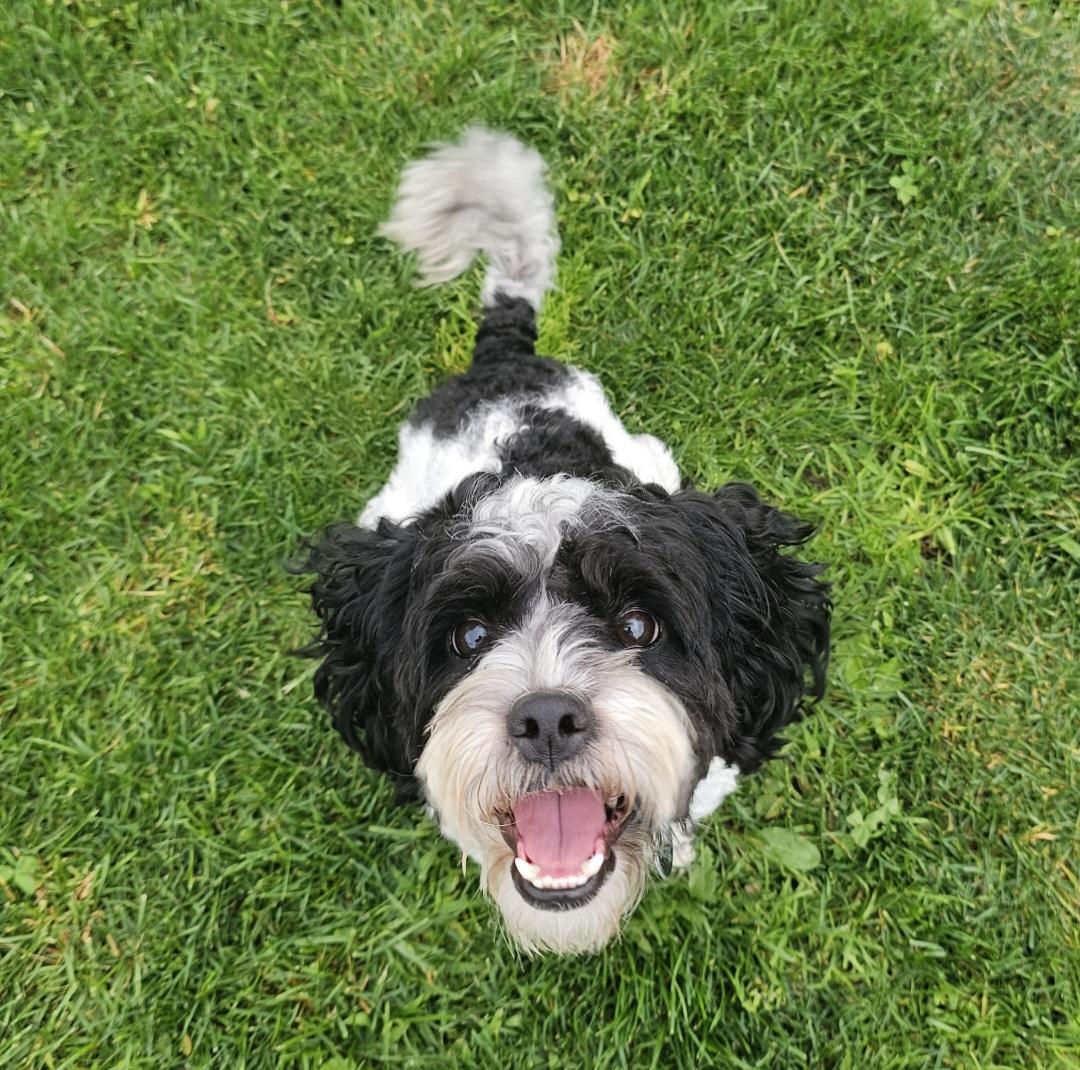 Enlarge BENTLEY, an adopted mixed breed in Fenton, MI image 6/6