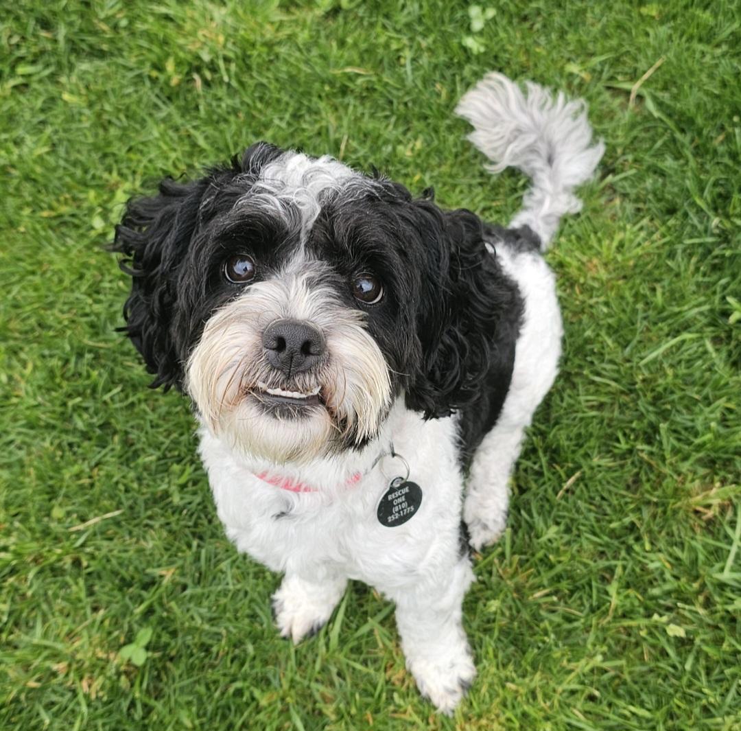 Enlarge BENTLEY, an adopted mixed breed in Fenton, MI image 2/6