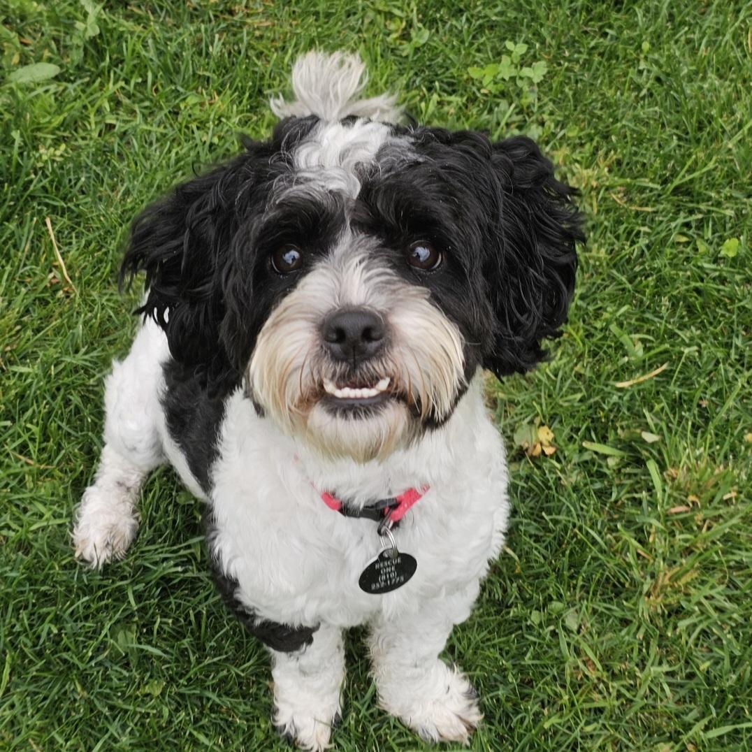 Enlarge BENTLEY, an adopted mixed breed in Fenton, MI image 3/6
