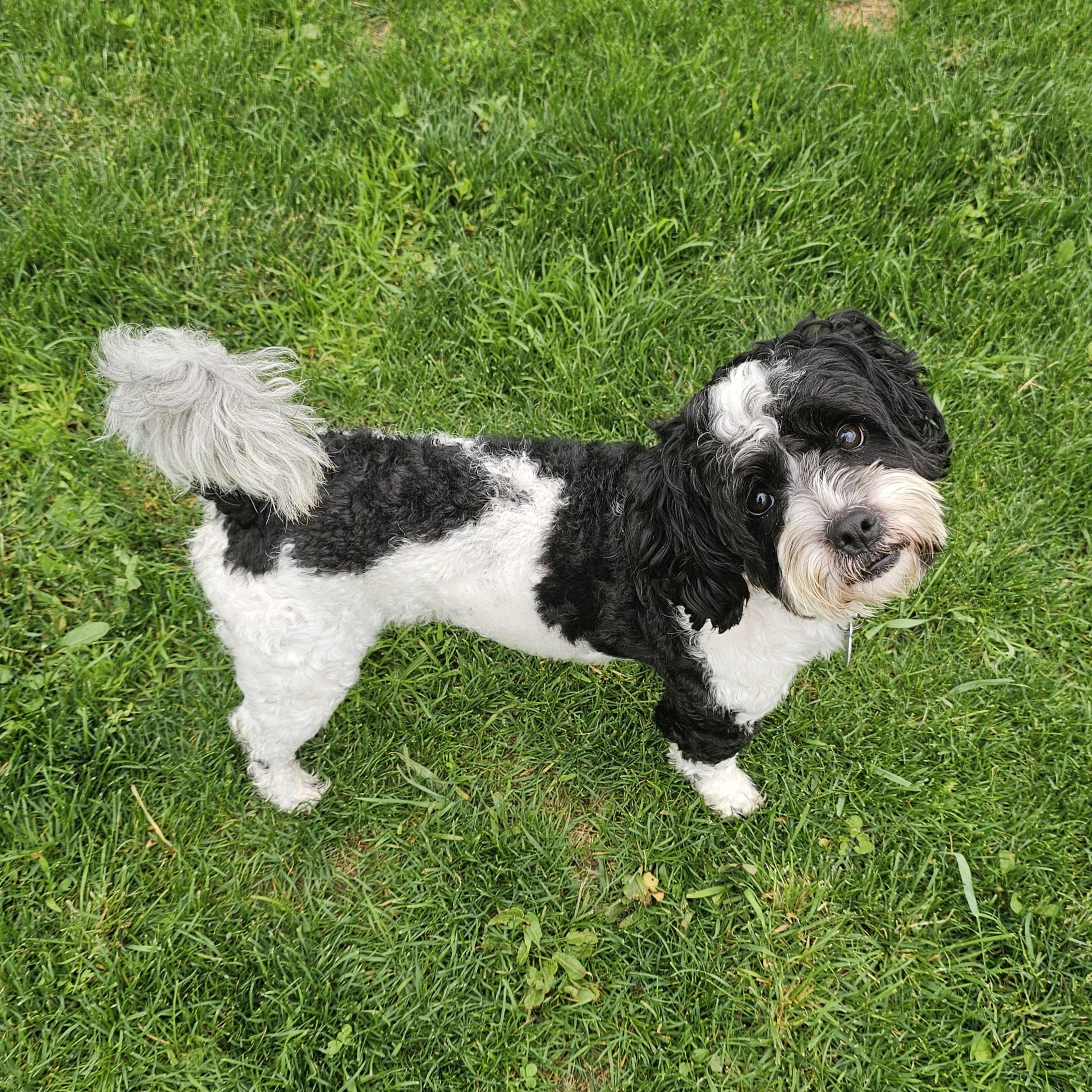 Enlarge BENTLEY, an adopted mixed breed in Fenton, MI image 4/6