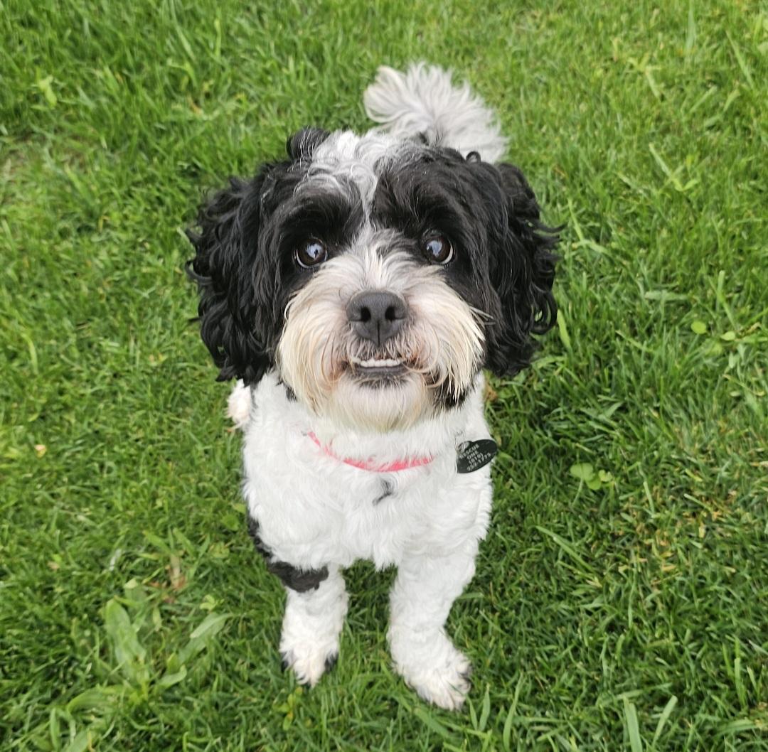 Enlarge BENTLEY, an adopted mixed breed in Fenton, MI image 5/6