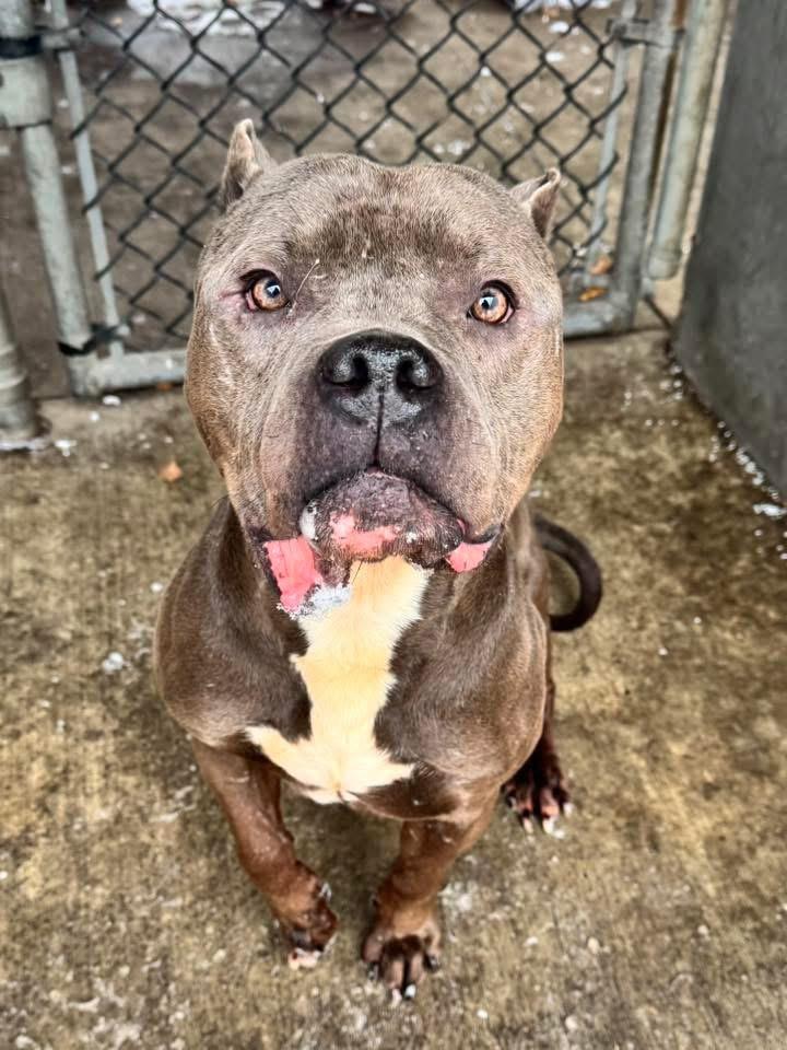 Enlarge Dietrich, a ADOPTABLE Pit Bull Terrier in Chicago, IL image 3/4