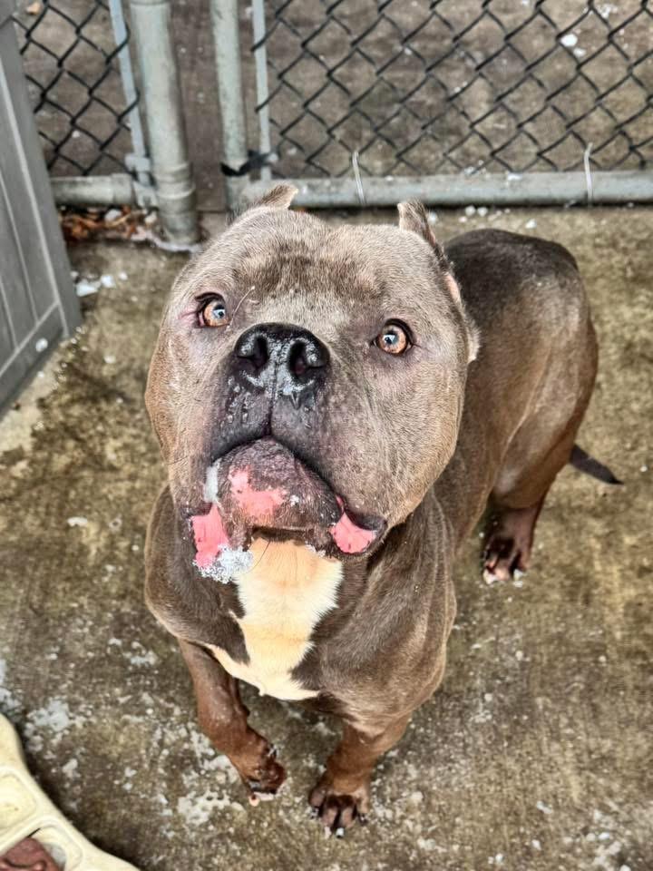 Enlarge Dietrich, a ADOPTABLE Pit Bull Terrier in Chicago, IL image 2/4