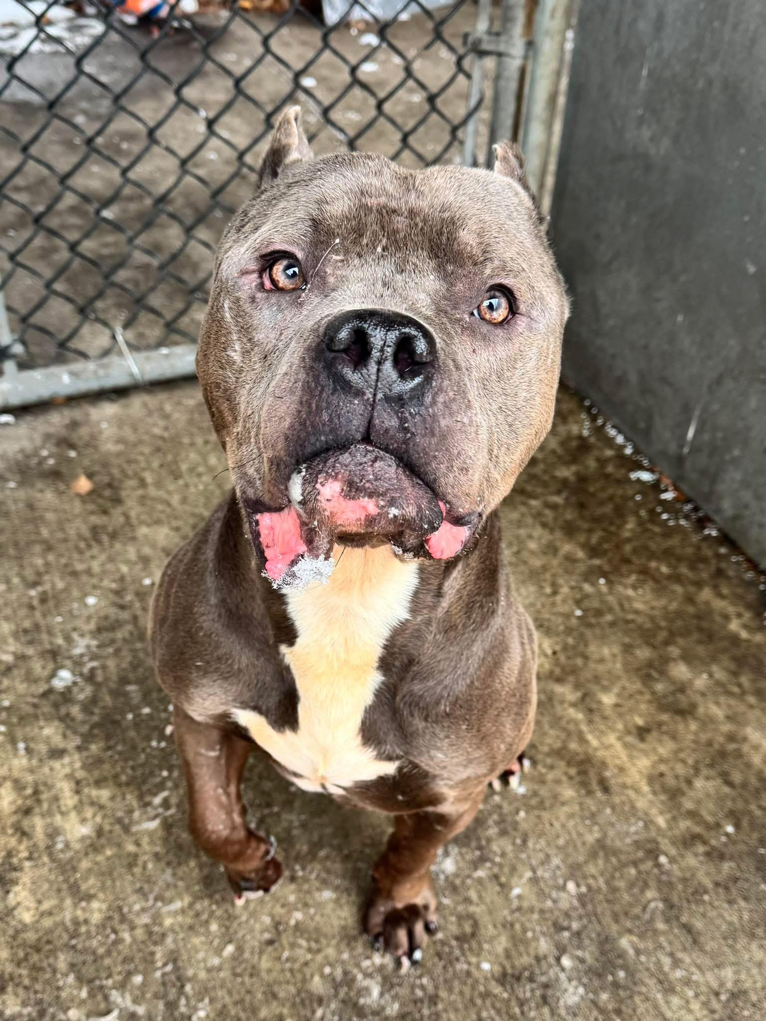 Dietrich, ADOPTABLE, Adult Male Pit Bull Terrier.