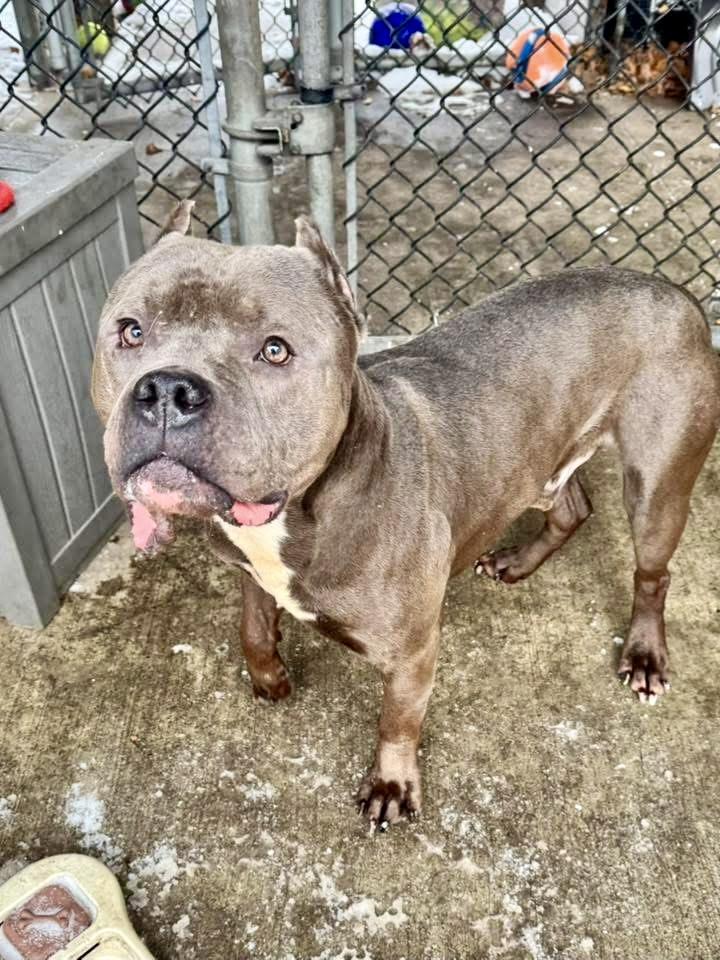 Enlarge Dietrich, a ADOPTABLE Pit Bull Terrier in Chicago, IL image 4/4