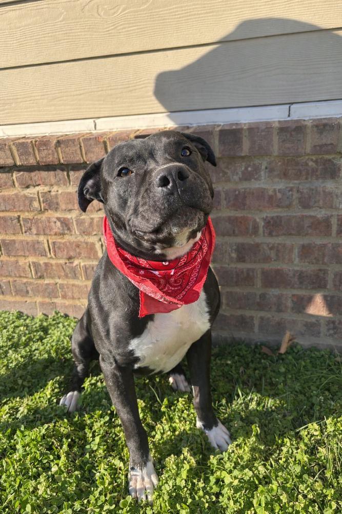 Jack, Adoptable, Senior Male Pit Bull Terrier.