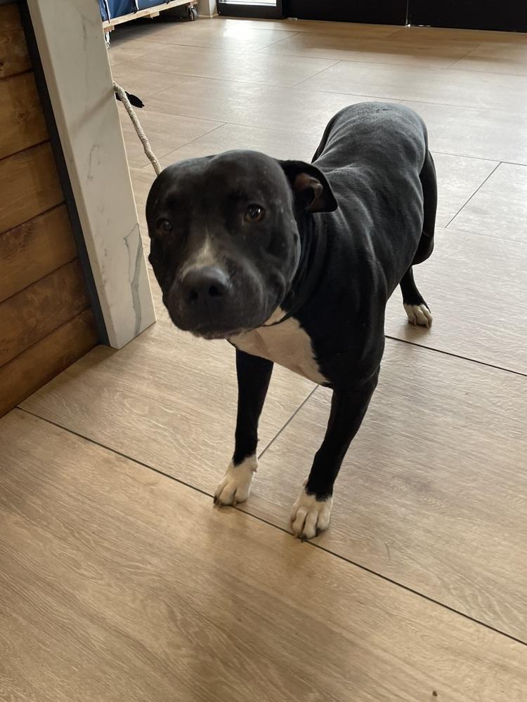 Enlarge Jack, a Adoptable mixed breed in Dickson, TN image 2/2