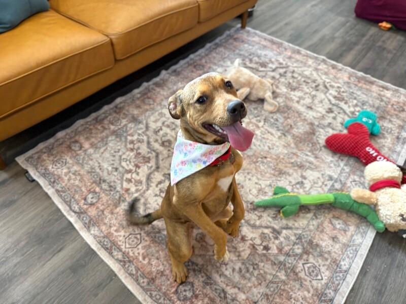 Penny Pocket Pittie — thumbnail 2