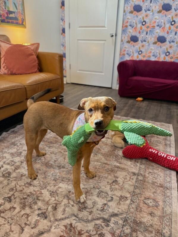 Penny Pocket Pittie — thumbnail 5