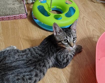 Beto, a Adoptable Domestic Short Hair in Santa Fe, TX image 1/3