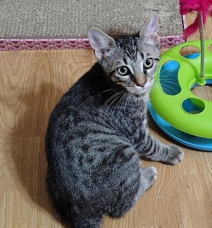 Enlarge Beto, a Adoptable Domestic Short Hair in Santa Fe, TX image 2/3