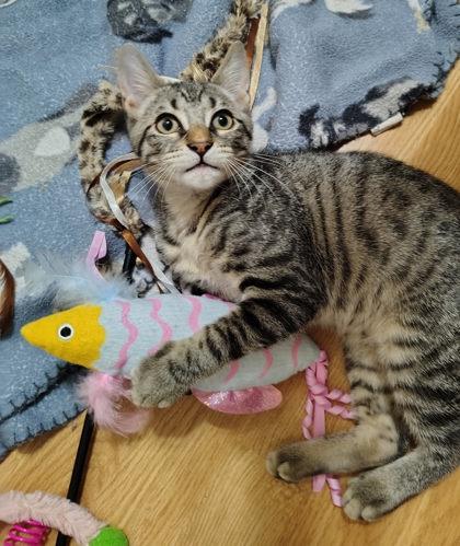 Beto, a Adoptable Domestic Short Hair in Santa Fe, TX image 3/3