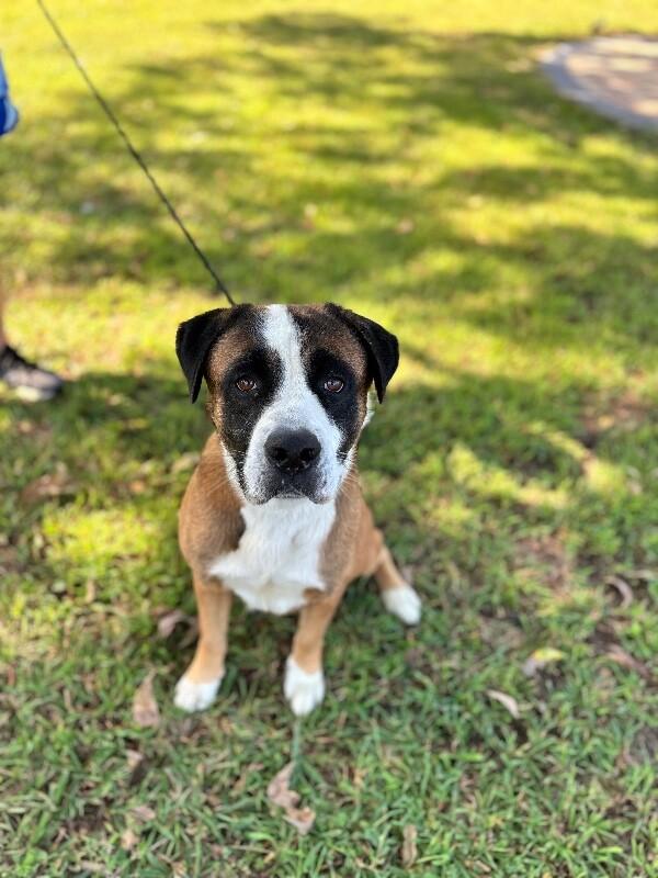 Enlarge Terrance, a Adoptable mixed breed in Aiken, SC image 1/6