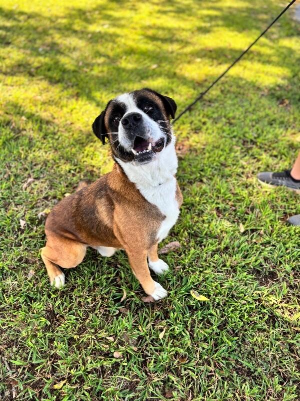Enlarge Terrance, a Adoptable mixed breed in Aiken, SC image 2/6