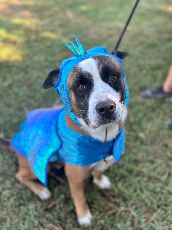 Enlarge Terrance, a Adoptable mixed breed in Aiken, SC image 3/6