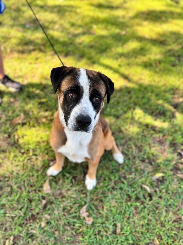 Enlarge Terrance, a Adoptable mixed breed in Aiken, SC image 4/6