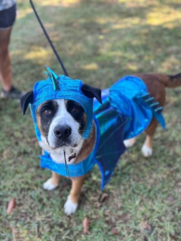 Enlarge Terrance, a Adoptable mixed breed in Aiken, SC image 5/6