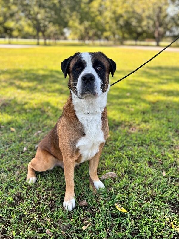 Enlarge Terrance, a Adoptable mixed breed in Aiken, SC image 6/6