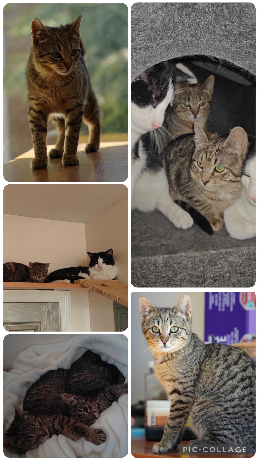 Enlarge Tiger ( Sweet , Friendly & Fun), an adopted Domestic Short Hair in Staten island, NY image 4/6