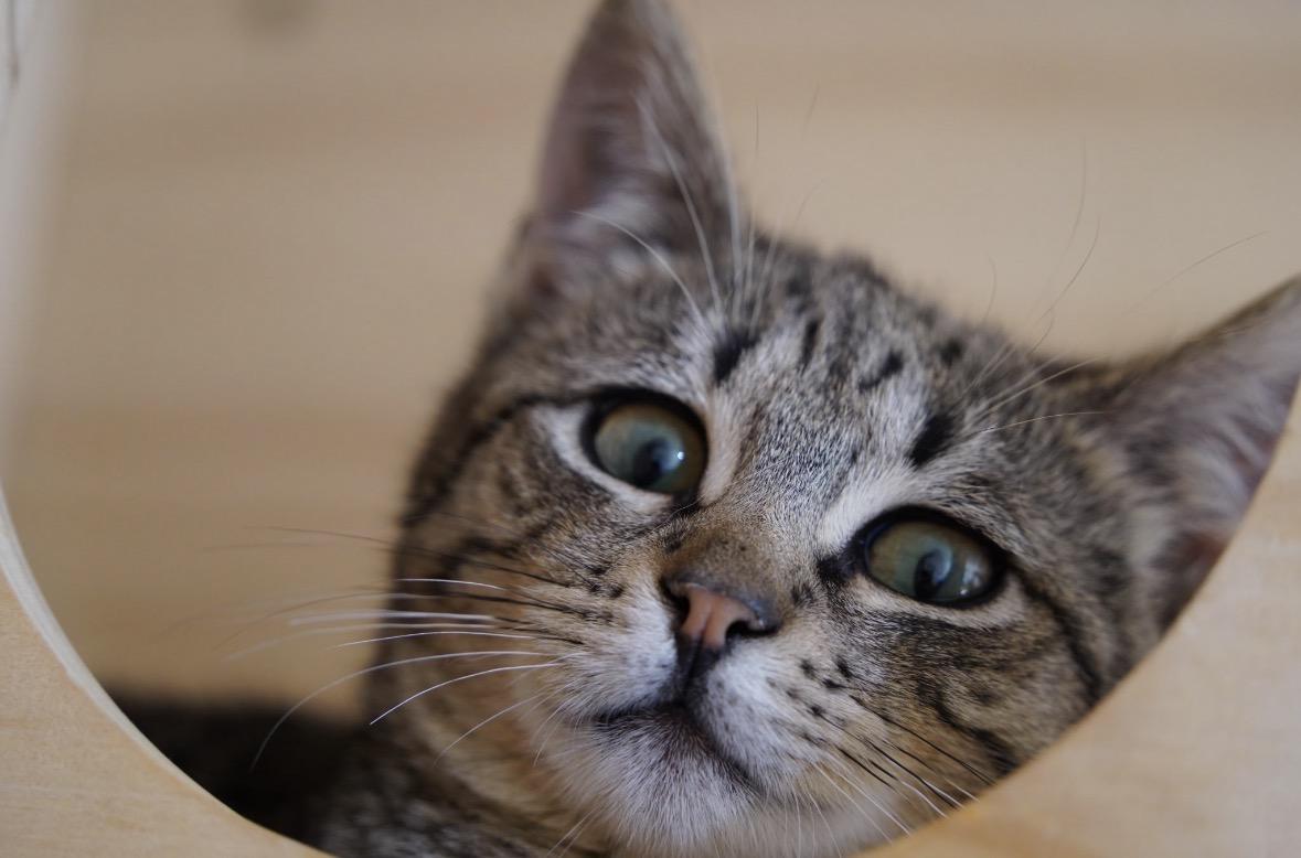 Enlarge Tiger ( Sweet , Friendly & Fun), an adopted Domestic Short Hair in Staten island, NY image 3/6