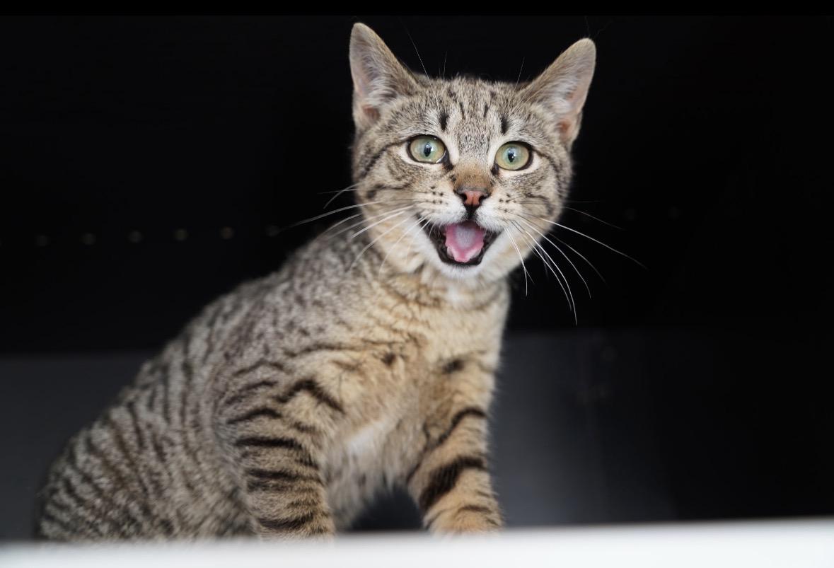 Enlarge Tiger ( Sweet , Friendly & Fun), an adopted Domestic Short Hair in Staten island, NY image 2/6