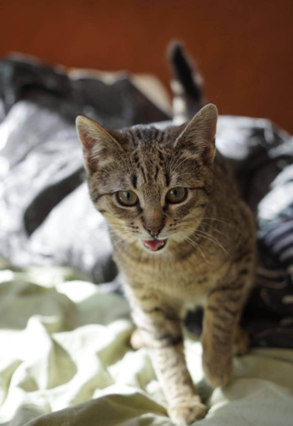 Enlarge Tiger ( Sweet , Friendly & Fun), an adopted Domestic Short Hair in Staten island, NY image 5/6