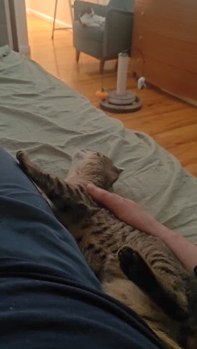 Enlarge Tiger ( Sweet , Friendly & Fun), an adopted Domestic Short Hair in Staten island, NY video 6/6