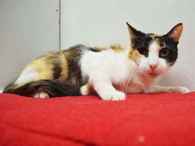 Enlarge THEA, a Adoptable Domestic Short Hair in Sacramento, CA image 1/1