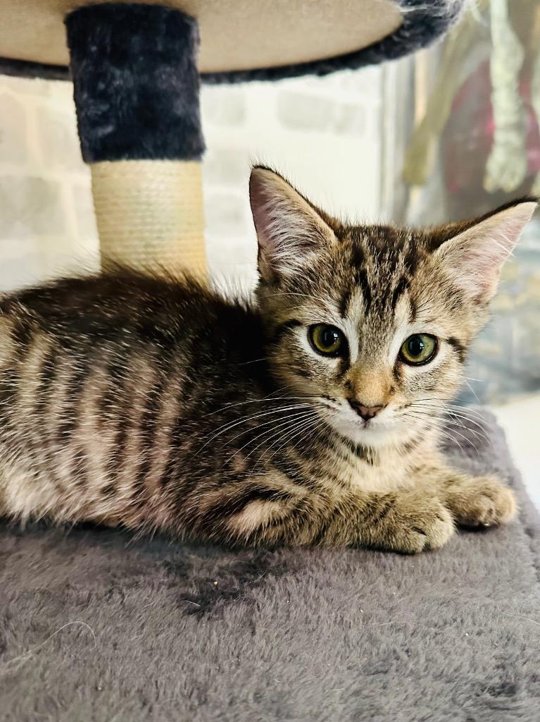 Sgaeyl, Adoptable, Kitten Male Domestic Short Hair.