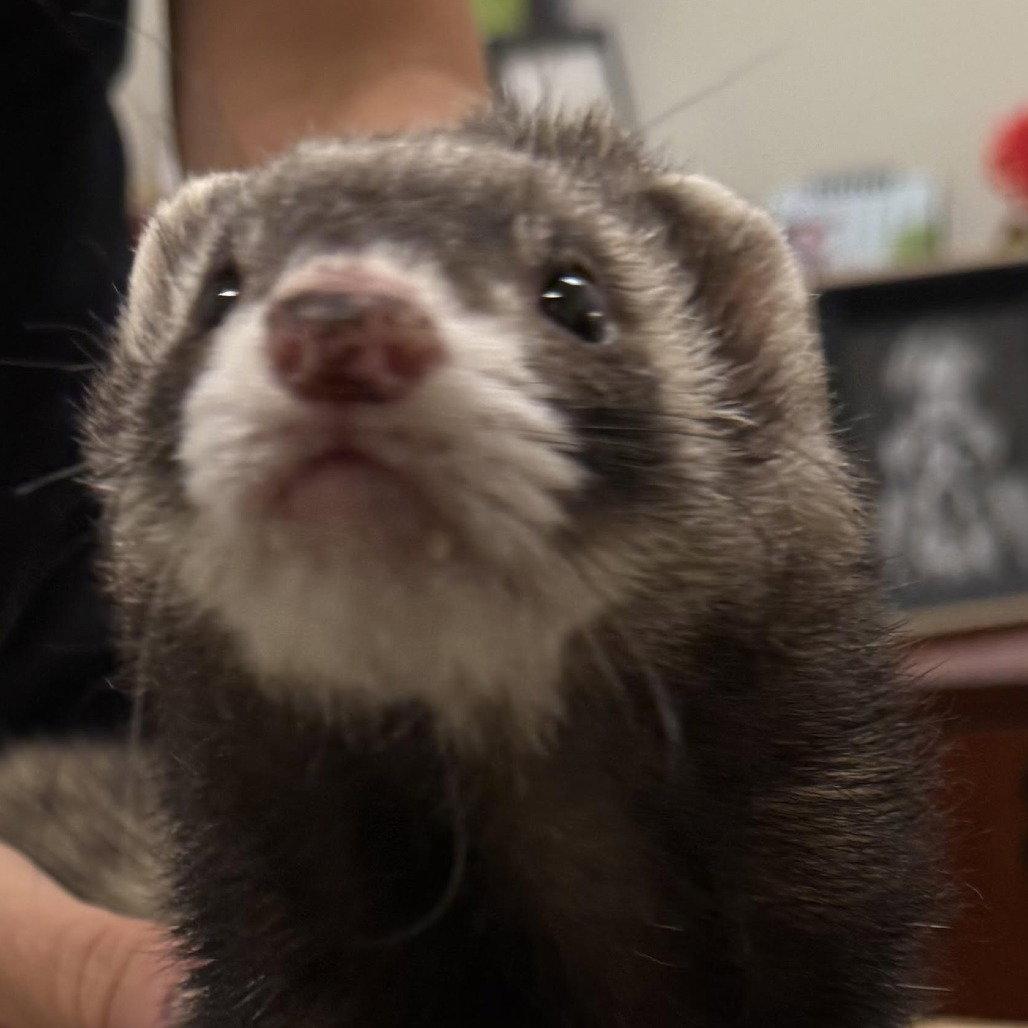 Enlarge Casino, a Adopted Ferret in New Castle, DE image 1/1