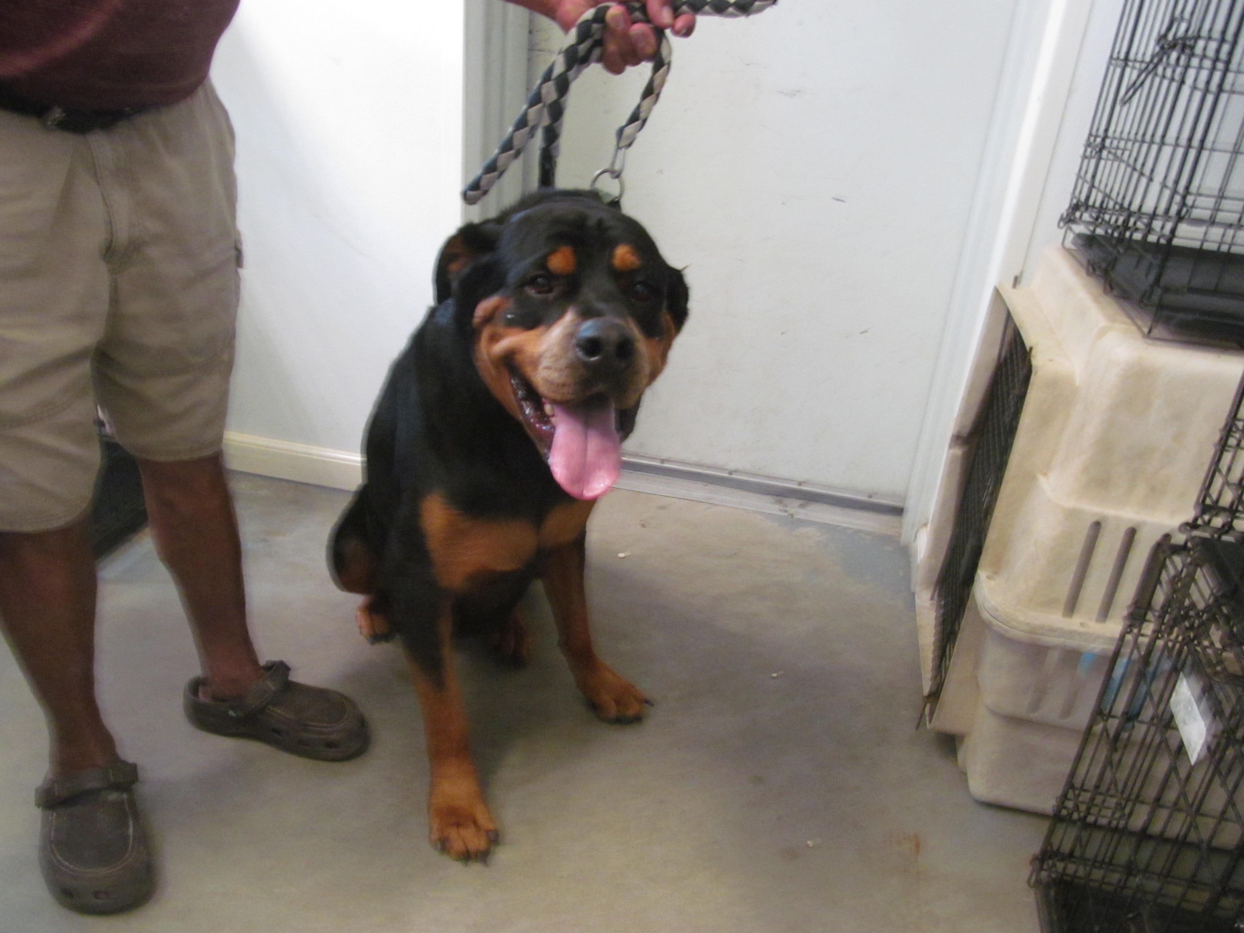 Enlarge JR, a Adoptable Rottweiler in Corpus Christi, TX image 1/1