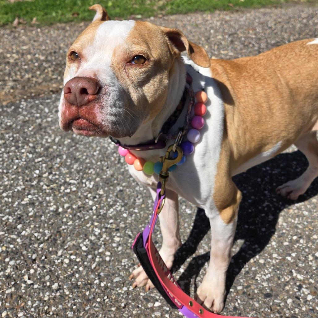Pippi, Adoptable, Adult Female Pit Bull Terrier.