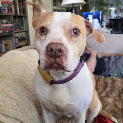 Pippi, a Adoptable Pit Bull Terrier in Turlock, CA image 2/6