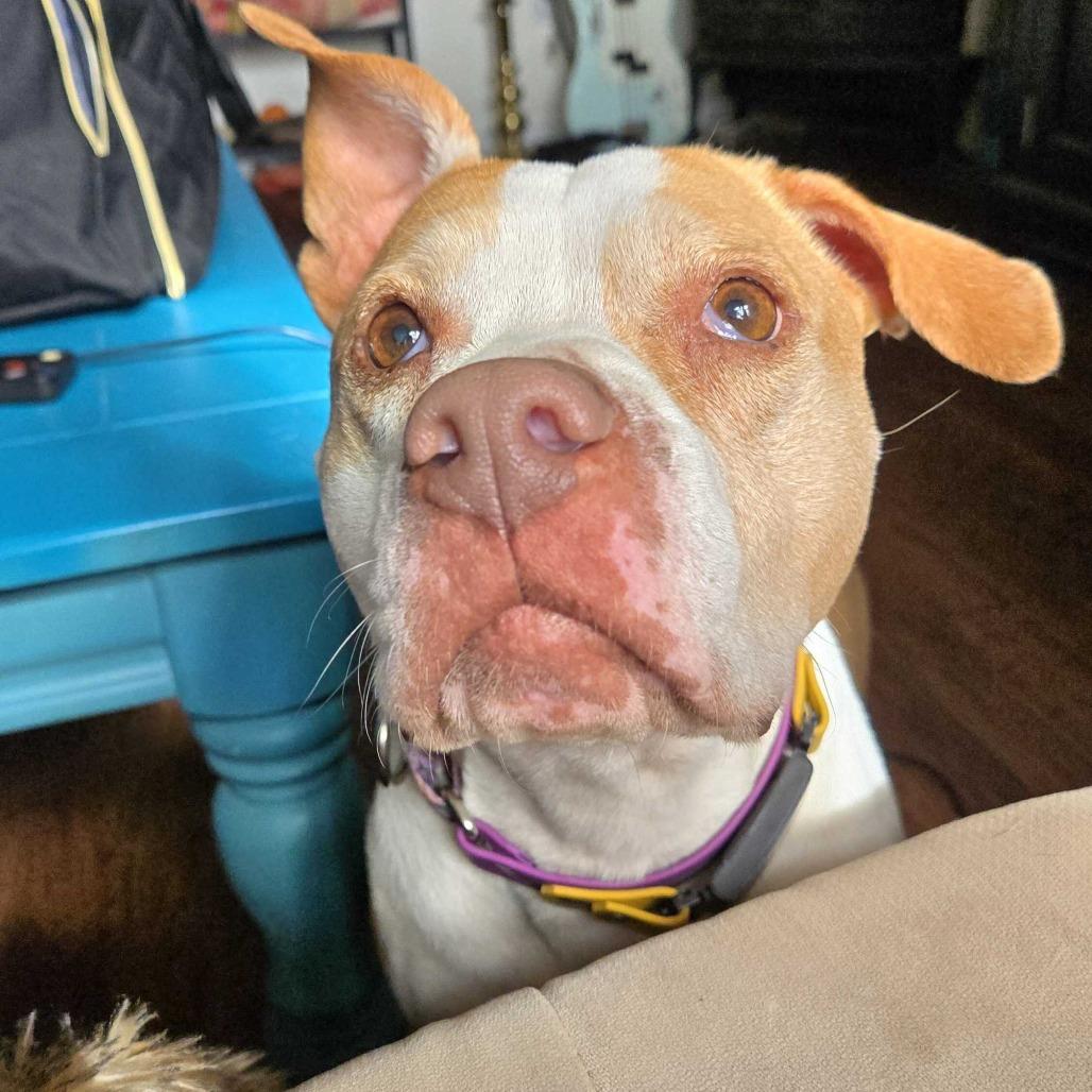 Pippi, a Adoptable Pit Bull Terrier in Turlock, CA image 3/6