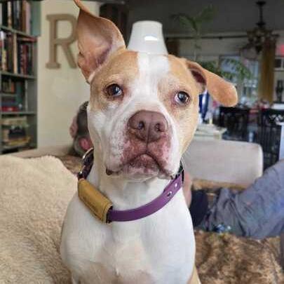 Pippi, a Adoptable Pit Bull Terrier in Turlock, CA image 4/6
