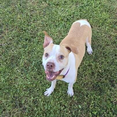 Pippi, a Adoptable Pit Bull Terrier in Turlock, CA image 5/6