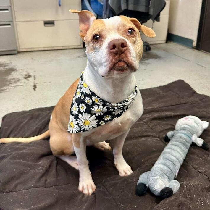 Pippi, a Adoptable Pit Bull Terrier in Turlock, CA image 6/6