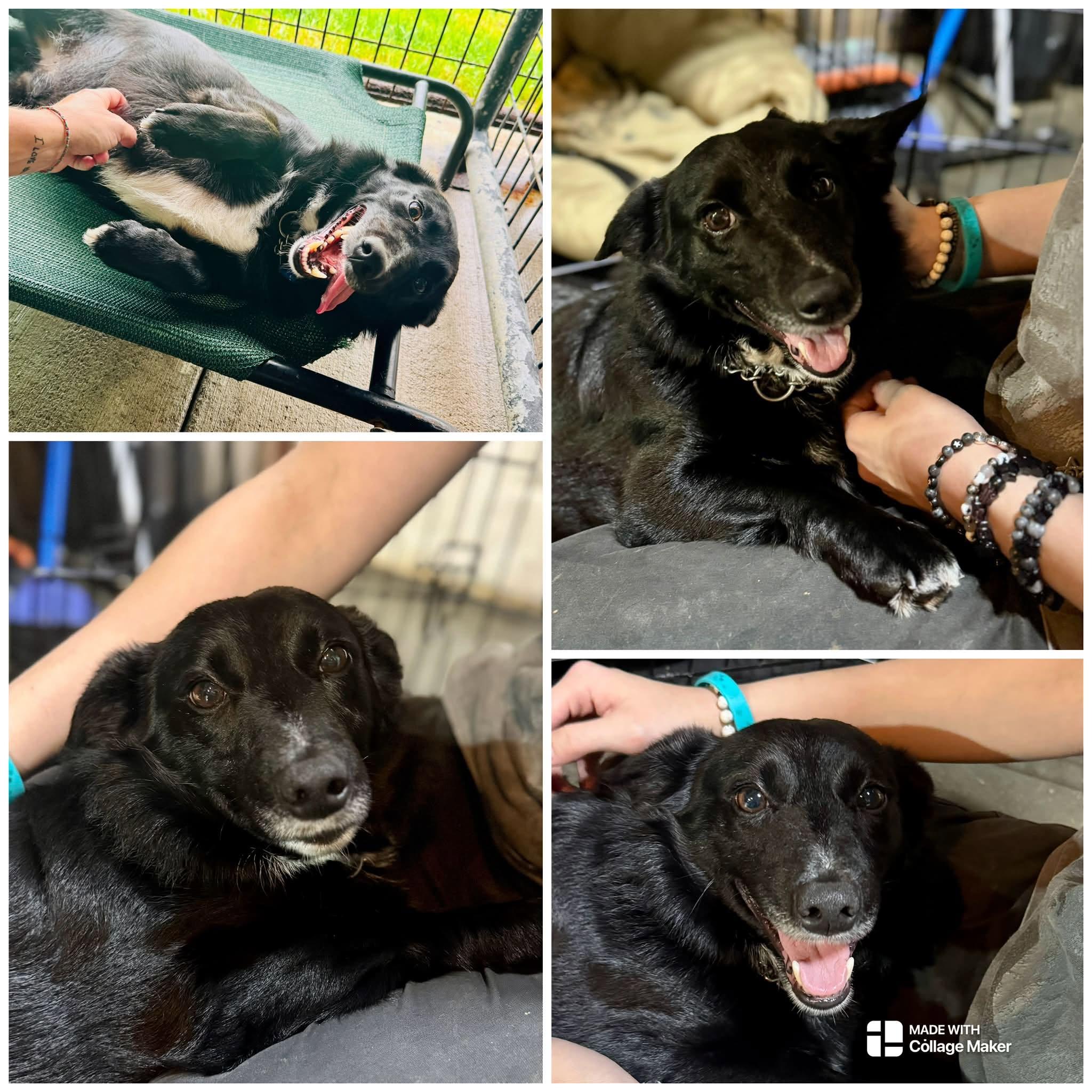 Enlarge BO, a Adoptable mixed breed in Coudersport, PA image 1/1