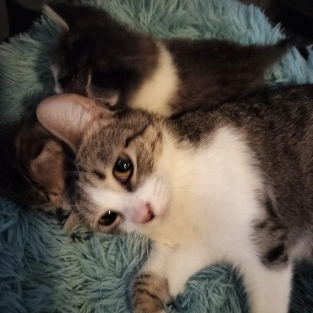 Enlarge Evie F-21597, a Adoptable American Bobtail in Oklahoma City, OK image 1/3