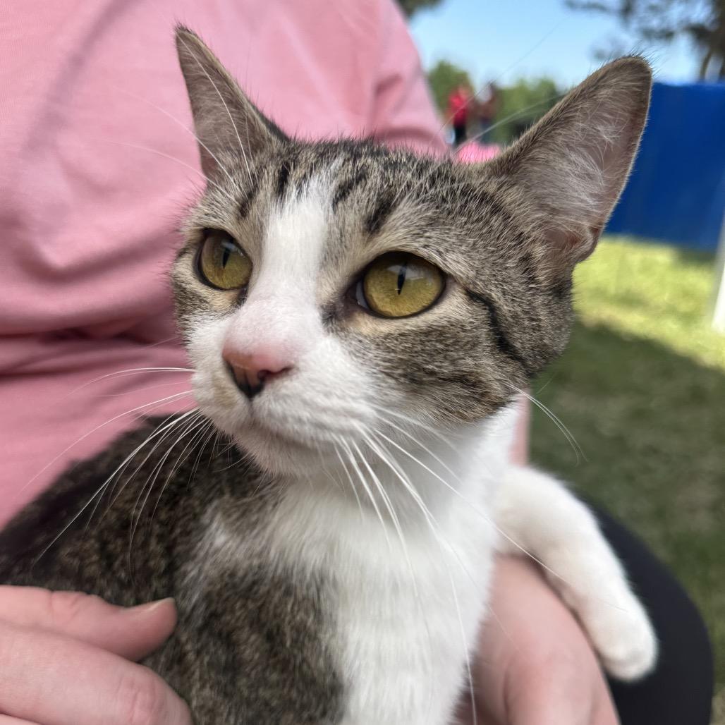 Evie F-21597, Adoptable, Young Female American Bobtail.