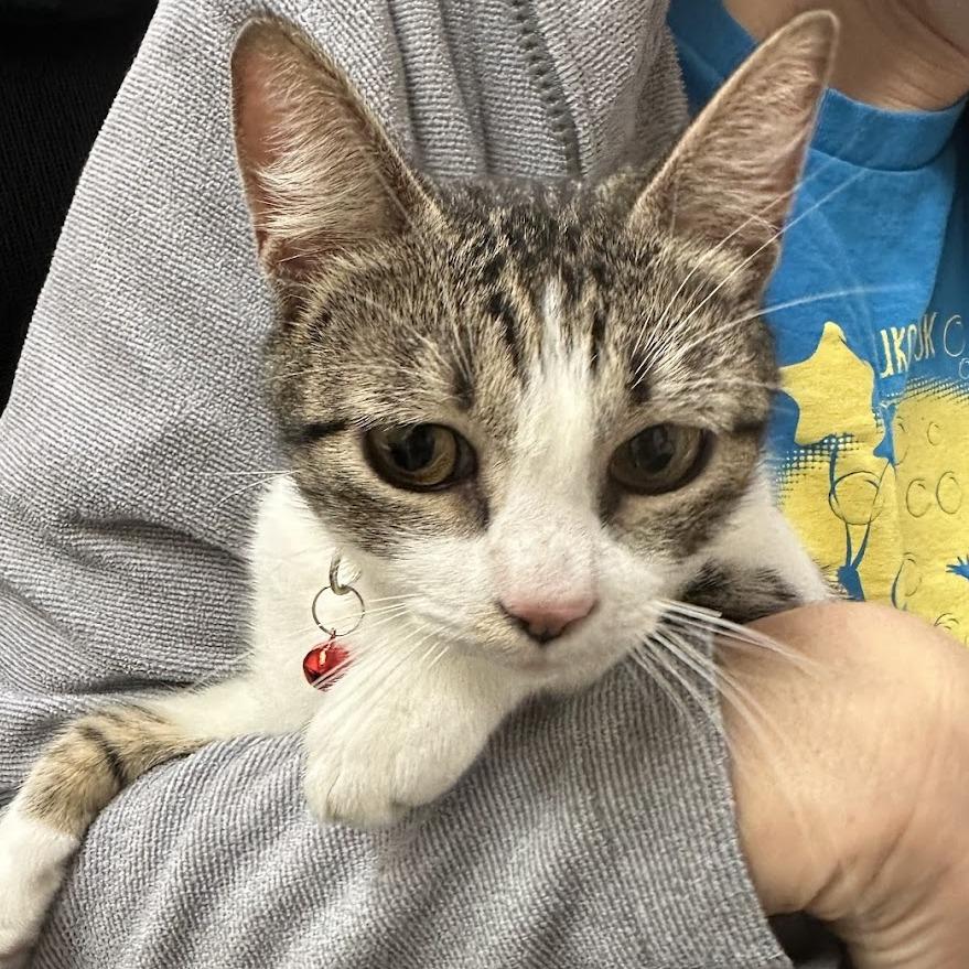 Enlarge Evie F-21597, a Adoptable American Bobtail in Oklahoma City, OK image 2/3