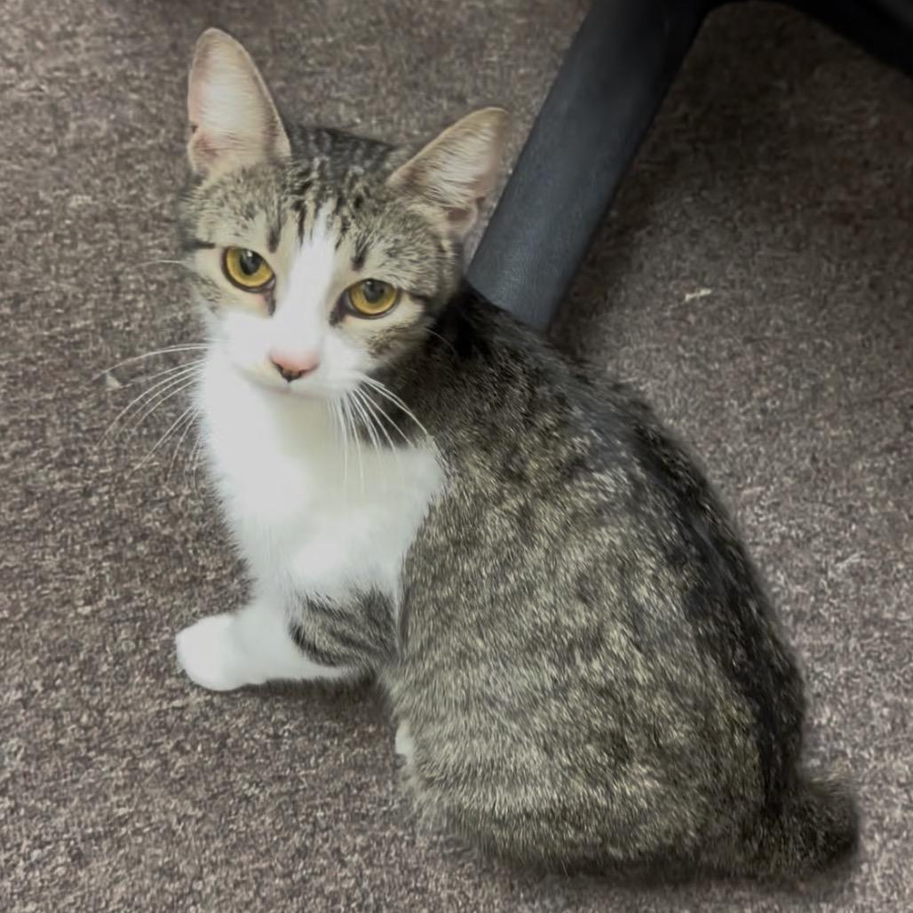 Enlarge Evie F-21597, a Adoptable American Bobtail in Oklahoma City, OK image 3/3