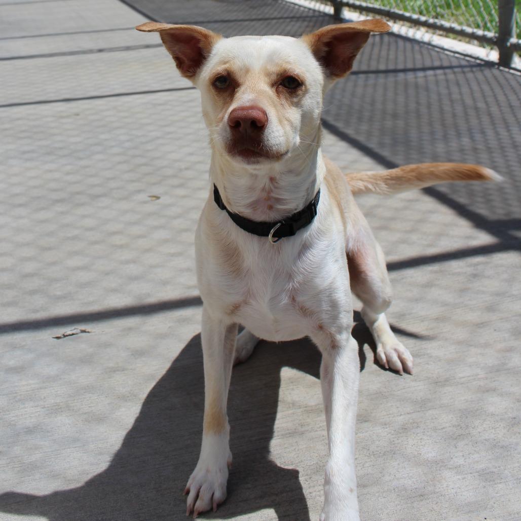 Enlarge Milo, a Adoptable Mixed Breed in McPherson, KS image 1/5