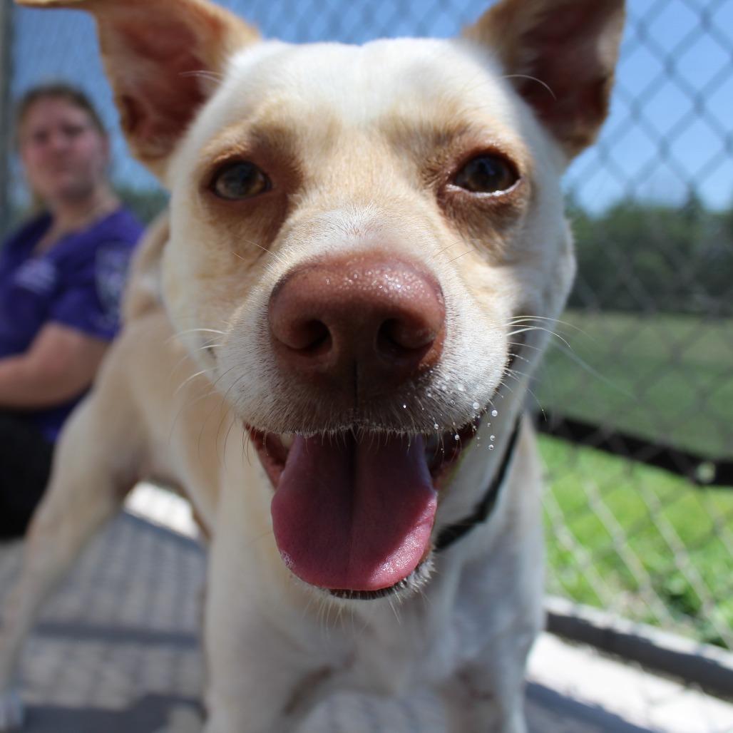 Milo, a Adoptable Mixed Breed in McPherson, KS image 2/6