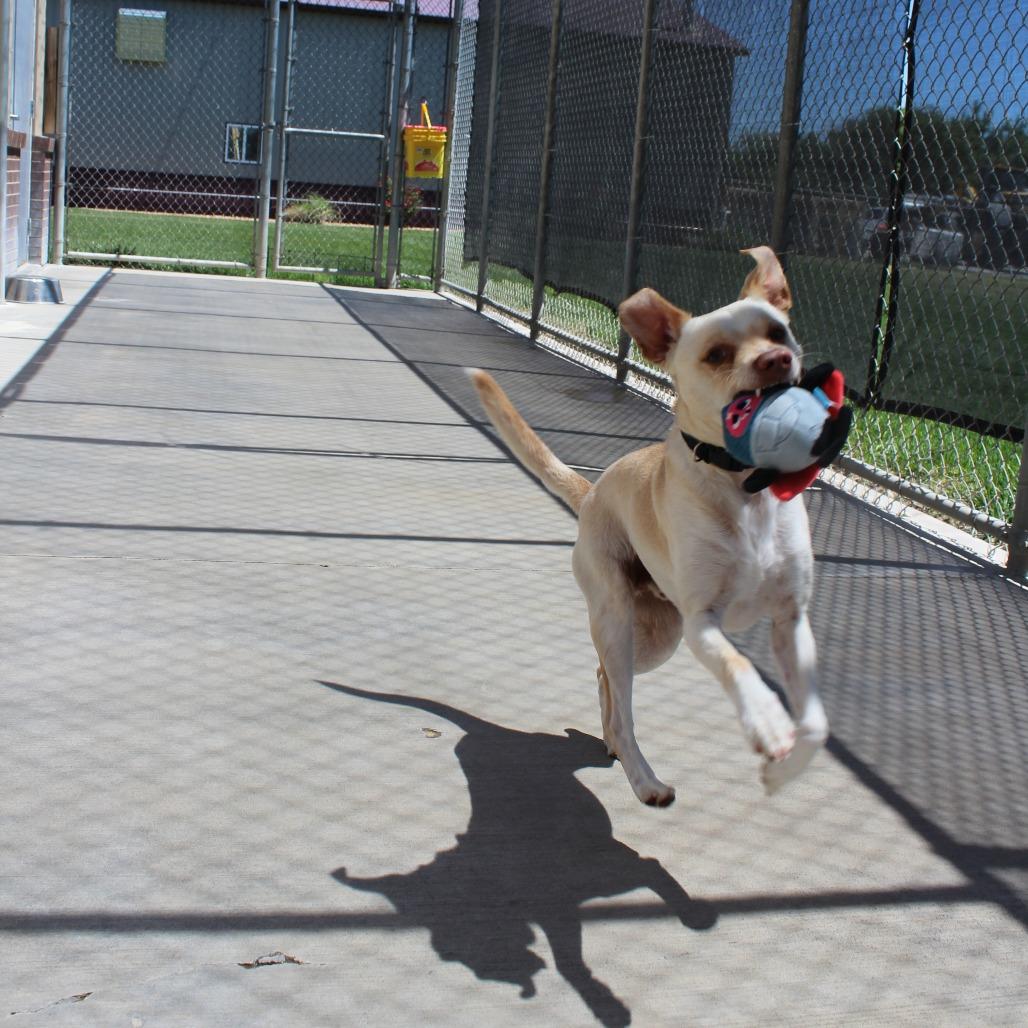 Enlarge Milo, a Adoptable Mixed Breed in McPherson, KS image 2/5
