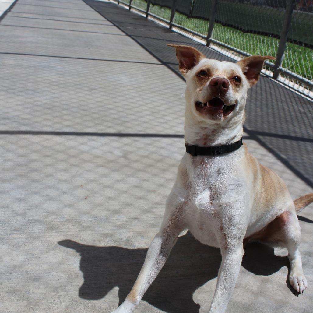 Enlarge Milo, a Adoptable Mixed Breed in McPherson, KS image 3/5