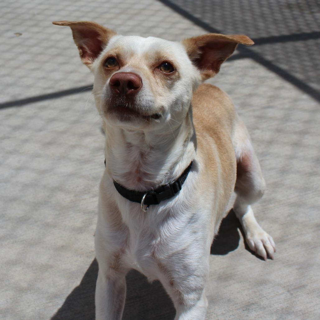 Enlarge Milo, a Adoptable Mixed Breed in McPherson, KS image 4/5