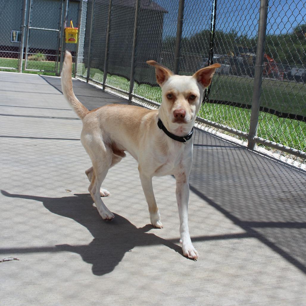 Enlarge Milo, a Adoptable Mixed Breed in McPherson, KS image 5/5